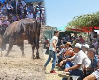 YURDUMUN HAYVANI DA PERİŞAN,CAMİ YARARINA 50 DERECEDE BOĞALARA EZİYET