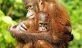 ORANGUTANLAR GEÇMİŞ HAKKINDA KONUŞUYOR,DİLİN EVRİMİ İLE İLGİLİ YENİ BULGULAR