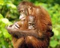 ORANGUTANLAR GEÇMİŞ HAKKINDA KONUŞUYOR,DİLİN EVRİMİ İLE İLGİLİ YENİ BULGULAR