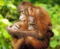 ORANGUTANLAR GEÇMİŞ HAKKINDA KONUŞUYOR,DİLİN EVRİMİ İLE İLGİLİ YENİ BULGULAR