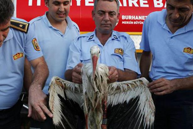 LEYLEĞİN ÖMRÜ TÜRKİYE’YE KADAR,SLOVAKLAR TAKİP CİHAZI TAKTI,TÜRKİYE’DE VURULDU