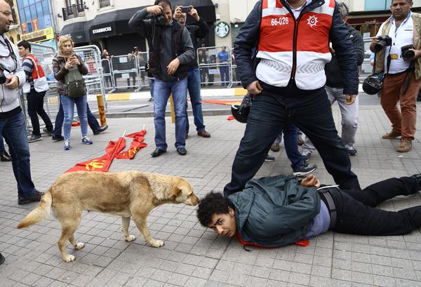 DÜZENE KÖPEKLİK ETMEYEN TEKMEYİ YER